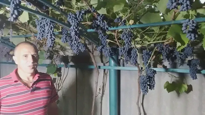Кишмиш Джой. Сезон 2020 (Joy seedless. Season 2020 )