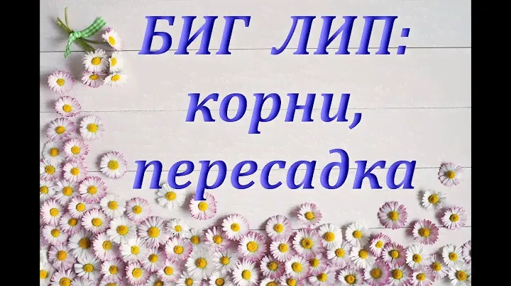 Орхидеи:ДЛЯ ЧЕГО и КАК их ПЕРЕСАЖИВАТЬ.Розовый Big Lip.