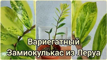 #Ответы 🍀Вариегатный #Замиокулькас из #Леруамерлен 🍀Что изменилось? #цветы #растения #суккуленты
