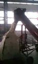 Подсолнечный шрот в биг бэгах
