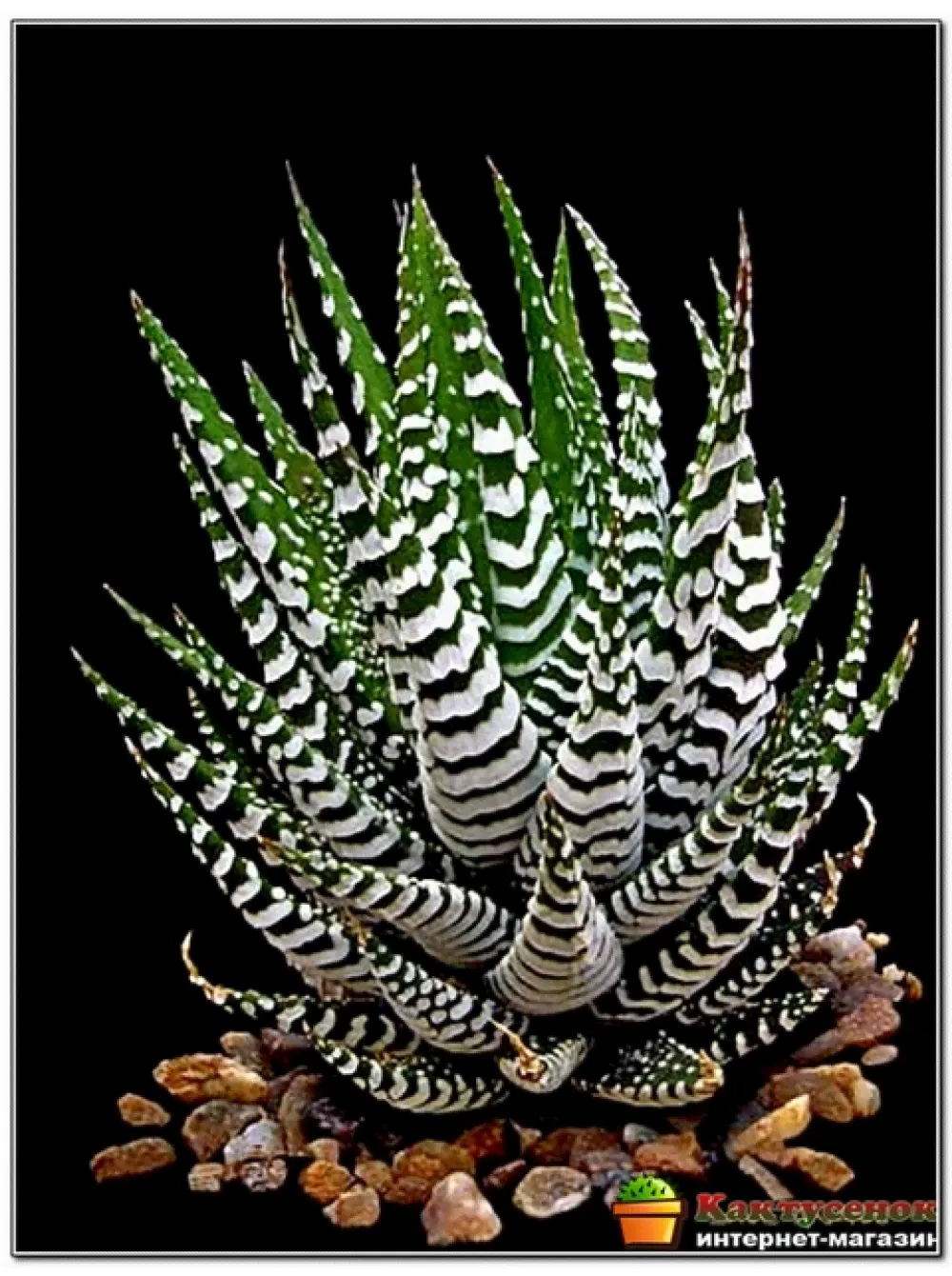 Хавортия полосатая (Haworthia fasciata c.v. Big Band, хавортия фасциата биг бэнд)-1