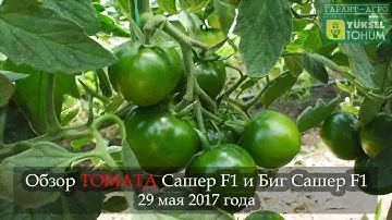 Обзор черноплодных томатов Сашер и Биг Сашер  на 29 мая 2017