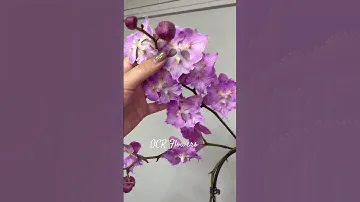 Редкая орхидея Биг лип бабочка