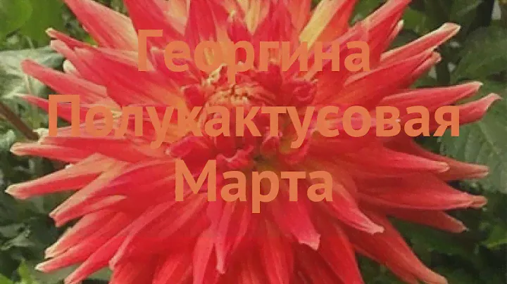 Георгина полукактусовая Марта (dahlia cultorum) 🌿 обзор: как сажать, луковицы георгины Марта
