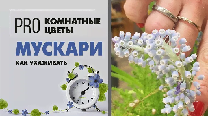 Мускари - это мышиный лук или гиацинт? Комнатное растение или растение для сада? Что за первоцвет?