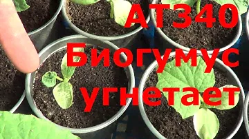 АТ340 Биогумус 100% угнетает рассаду огурцов ИП Ткаченко Андрей Сергеевич