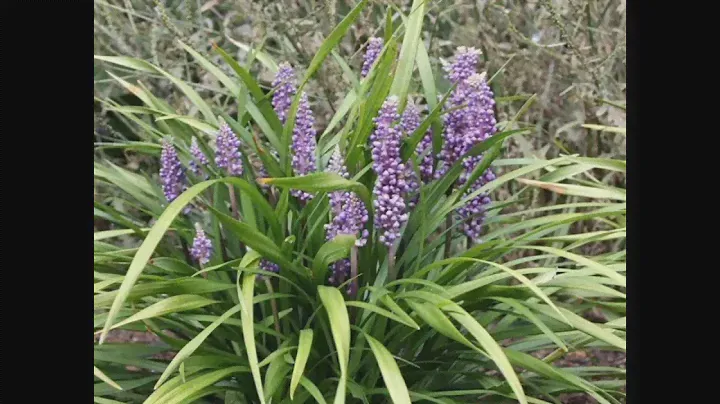 Лириопе мускари