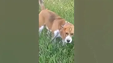 beagle and hare. Бигль и заяц.