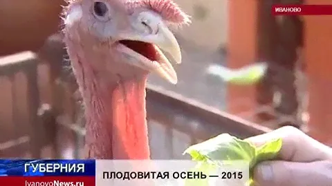 Индюки тяжелого кросса  БИГ 6  Хайбрид конвертер