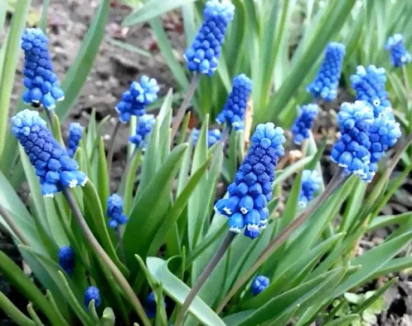 Мускари Биг Смайл | Muscari Big Smile (10 шт.)-0