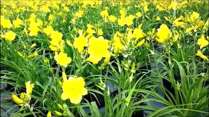 Лучшие многолетники: Hemerocallis Happy Returns (Лилейник)