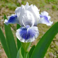 Ирис карликовый Биг Блю Айс (Iris Big Blue Eyes) 3л