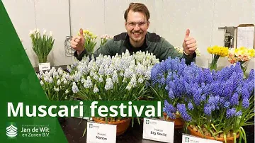 Muscari festival at Jan de Wit en Zonen | Flower Tour | Muscari pots