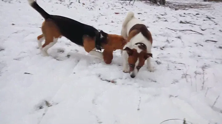 Джек Рассел Айс- воспитывает Бигля Бублика || Jack Russell Ice - educates Bublik  Beagle