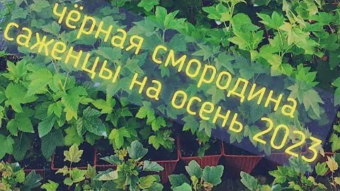 саженцы черной смородины на осень 2023