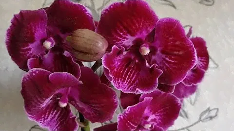 Новинка биг лип Абба🌺                                  #абба #orchid #flowers