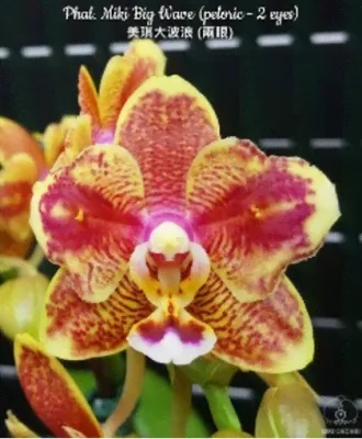 Phal. Miki Big Wave (peloric - 2 eyes) (Микки Биг Вейв пелорик 2-айс)