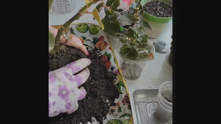 🌺begonia BIG DeluXXe🌺