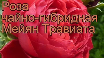 Роза чайно-гибридная Мейян Травиата 🌿 обзор: как сажать, саженцы розы Мейян Травиата