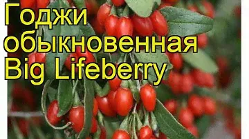 Годжи обыкновенная Big Lifeberry. Краткий обзор, описание характеристик, где купить саженцы