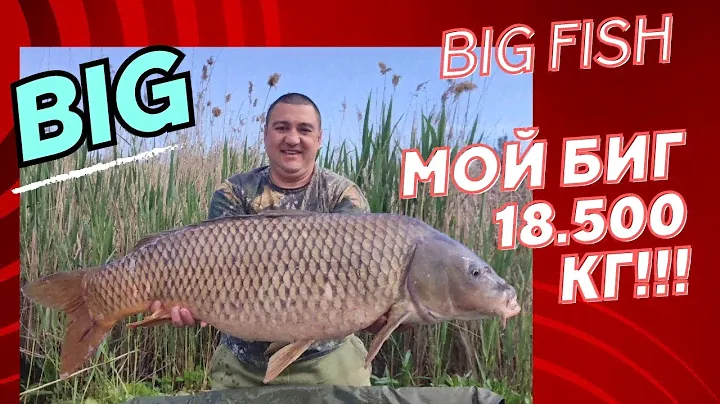 Мой Big Fish 2023 года. Биг Фиш.