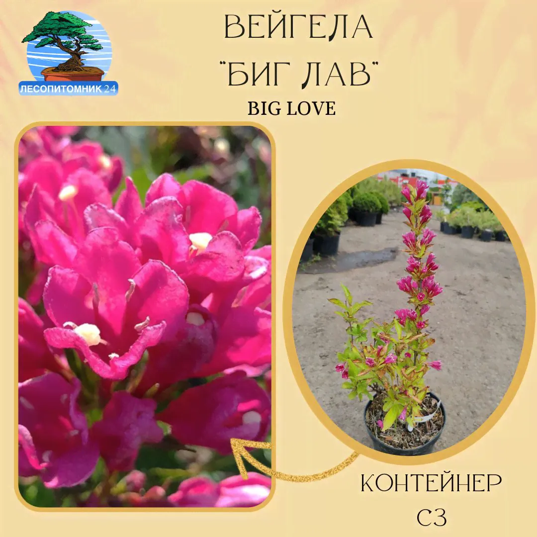 Вейгела 'Big Love' (Биг Лав) ,С3