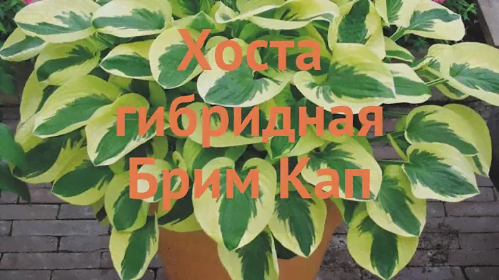 Хоста гибридная Брим Кап (brim cup) 🌿 обзор: как сажать, саженцы, луковицы хосты Брим Кап