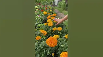 Королевские бархатцы для вашей клумбы!🌼обзор двух профессиональных сортов | Усадьба-Семена