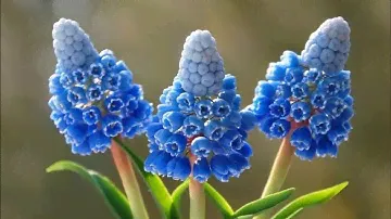 Мускари, или мышиный гиацинт. Что за растение?