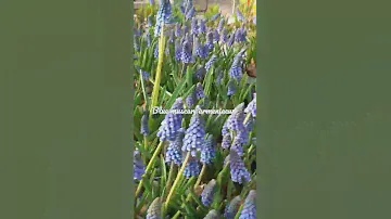 #blue #muscari #armeniacum #blauwedruifjes   #flowers