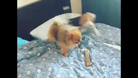 Бигль и Шпиц