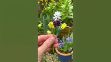 Muscari! 🤩 These are all flowering now: Which is your favourite? #spring #springbulbs #flowers