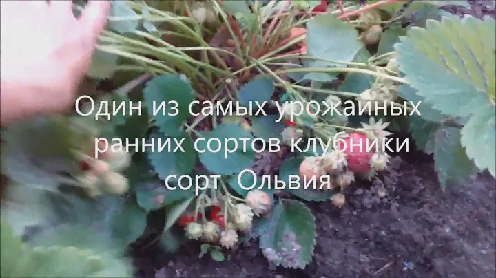 "ОЛЬВИЯ" - один из самых урожайных сортов клубники раннего срока созревания.