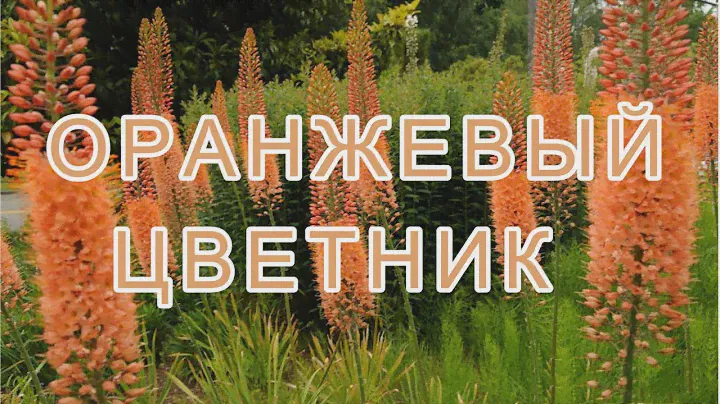 ОРАНЖЕВЫЙ ЦВЕТНИК (КЛУМБА) из ОДНОЛЕТНИКОВ и МНОГОЛЕТНИКОВ