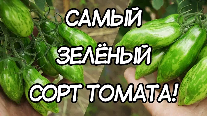 Вы будете в шоке, но эти томаты созрели! Томат Дарк Грин - самый зелёный сорт томата!