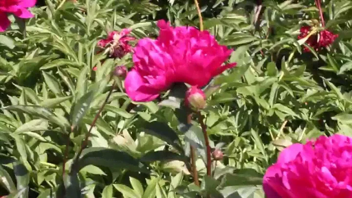 Big Ben | R2 Flowers | Peonies
