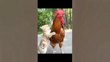 Литтл Русси Биг Кок