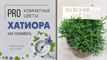 Танцующие кости или мужские слёзы? | Хатиора - неприхотливый суккулент.