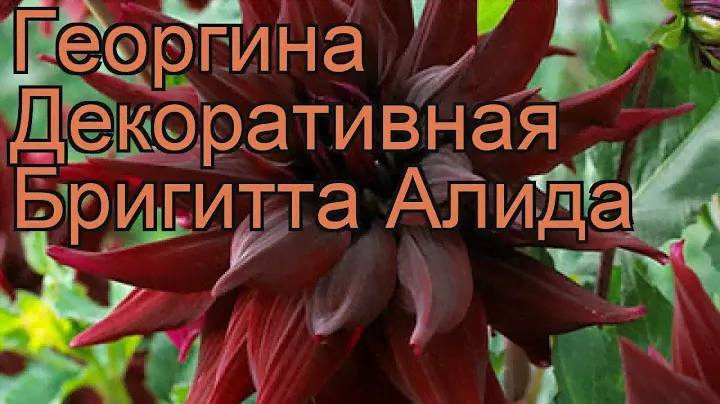 Георгина декоративная Бригитта Алида 🌿 обзор: как сажать, рассада георгины Бригитта Алида