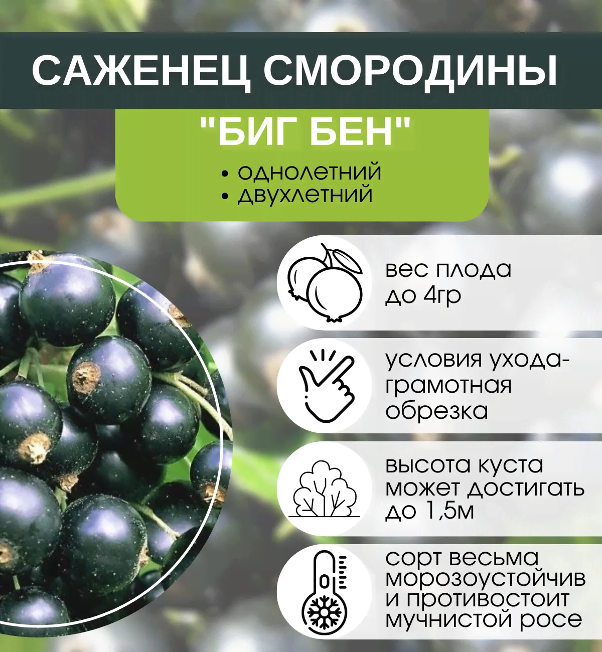 Смородина Биг Бен