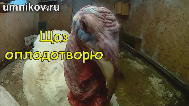 Оплодотворение индюков тяжелого кросса (БИГ-6, Хайбрид конвертер)