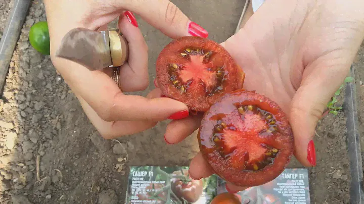 Томат Сашер (Yuksel) плід у розрізі