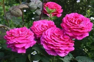 Роза чайно-гибридная Биг Перпл (Rosa Hybrid Big Purple) ОКС
