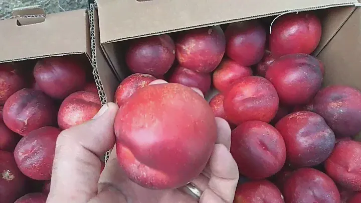 Big Top Nectarine Harvest/Урожай Нектарина