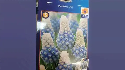 МУСКАРИ обзор  сортов и несколько  интересных фактов  #луковичные #мускари #купитьмускари