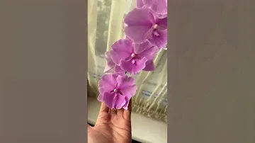 Phalaenopsis Big Lip “Buddha Ball” Фаленопсис Биг Лип домашнее имя «Будда Бол»