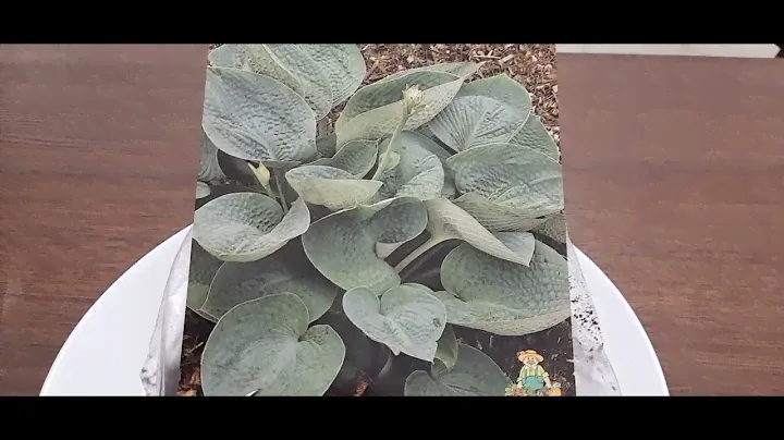 #hosta #хоста / Хоста Биг Дэдди. Новая покупка. (лат. hosta hybrid Big Daddy)