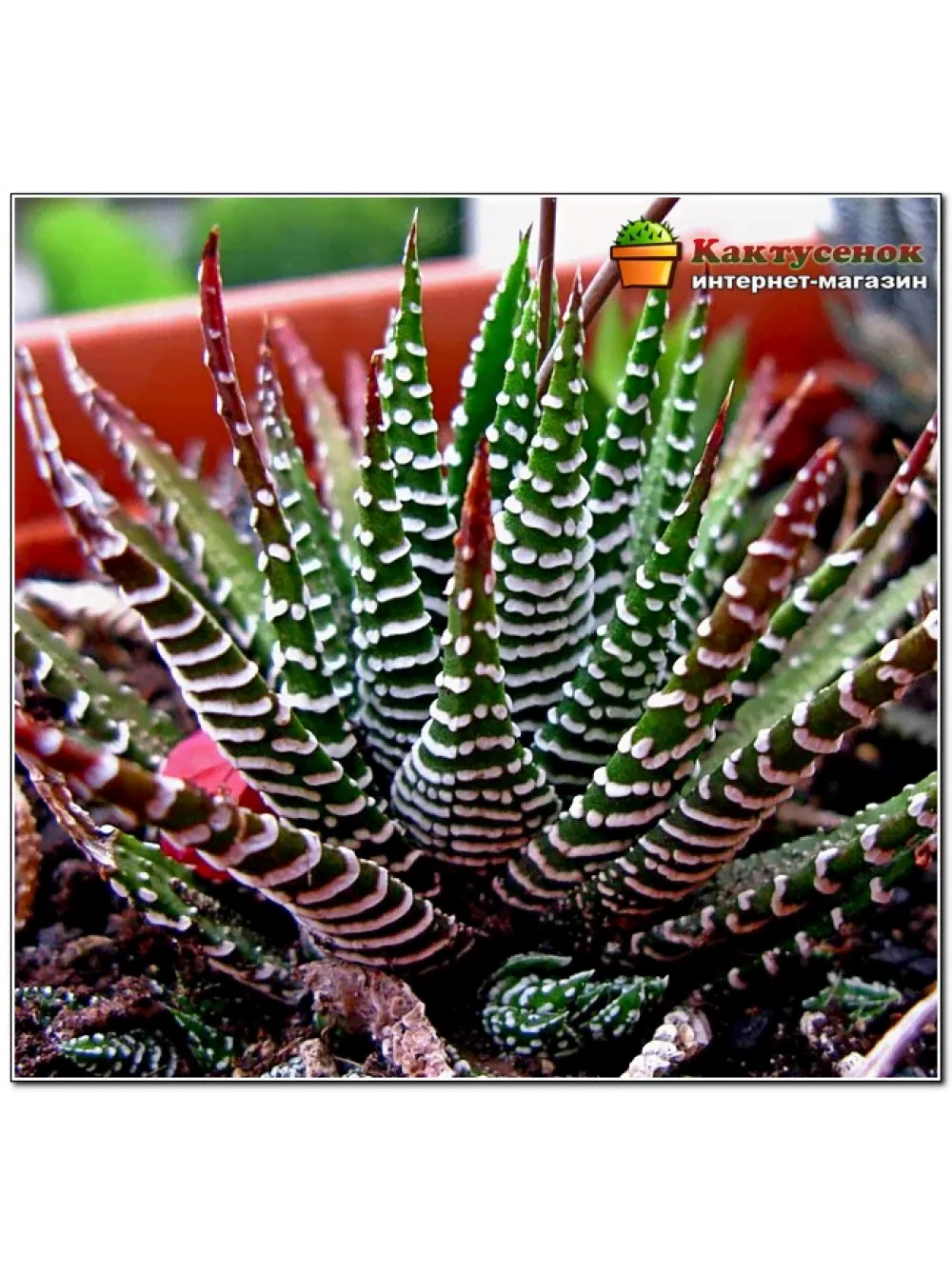 Хавортия полосатая (Haworthia fasciata c.v. Big Band, хавортия фасциата биг бэнд)