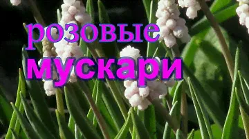 РОЗОВЫЕ  МУСКАРИ