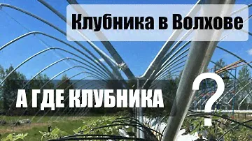 ЕСТЬ ЛИ КЛУБНИКА В ТЕПЛИЦАХ?